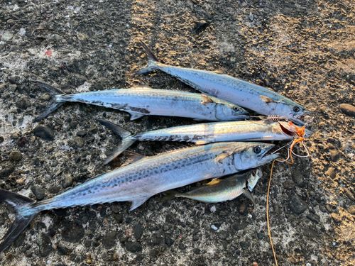 サゴシの釣果