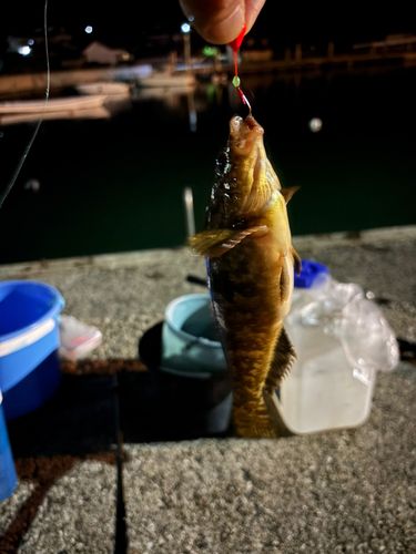 アイナメの釣果