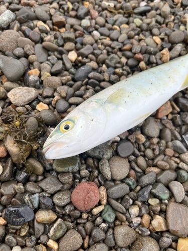 釣果