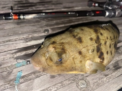 ヒガンフグの釣果