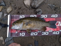 スモールマウスバスの釣果