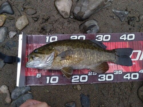 スモールマウスバスの釣果