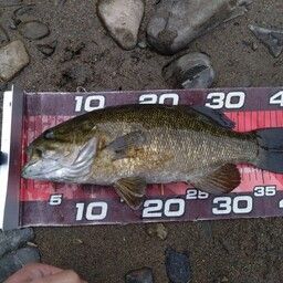 スモールマウスバス