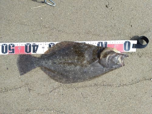 ヒラメの釣果