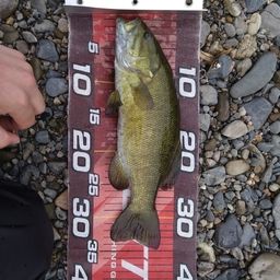 スモールマウスバス