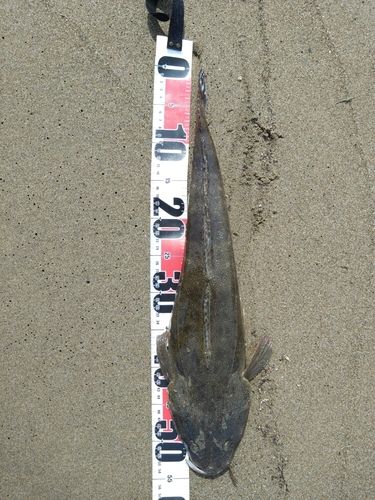 マゴチの釣果