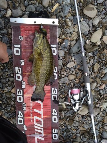 スモールマウスバスの釣果