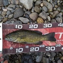 スモールマウスバス