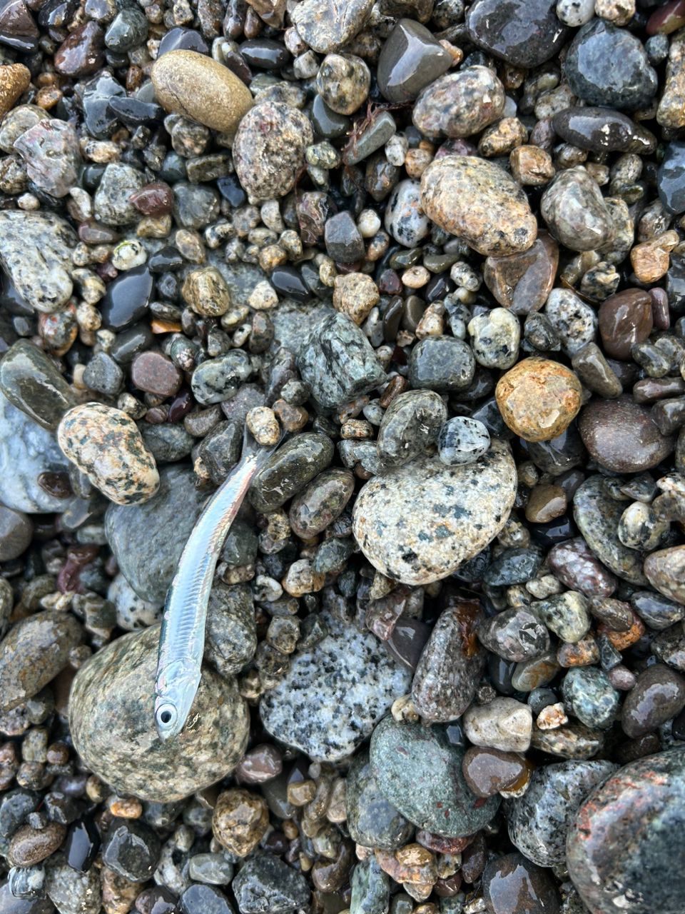 カタクチイワシ