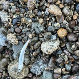 カタクチイワシ