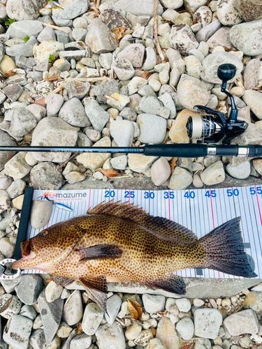 オオモンハタの釣果