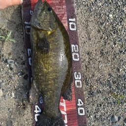 スモールマウスバス