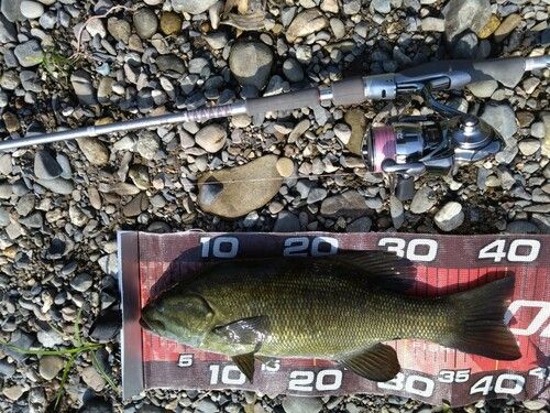 スモールマウスバスの釣果