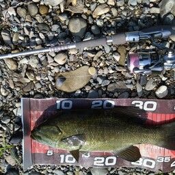 スモールマウスバス