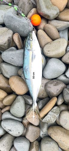 ハマチの釣果
