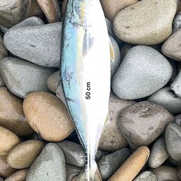 ハマチ
