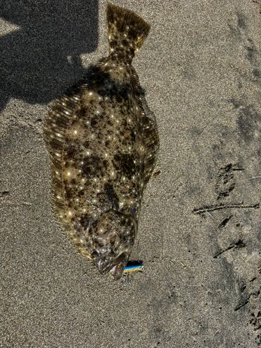 釣果