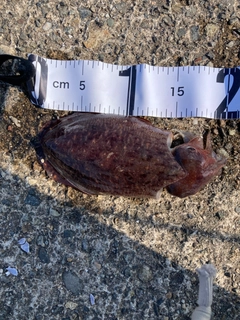 コウイカの釣果
