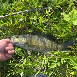 スモールマウスバス