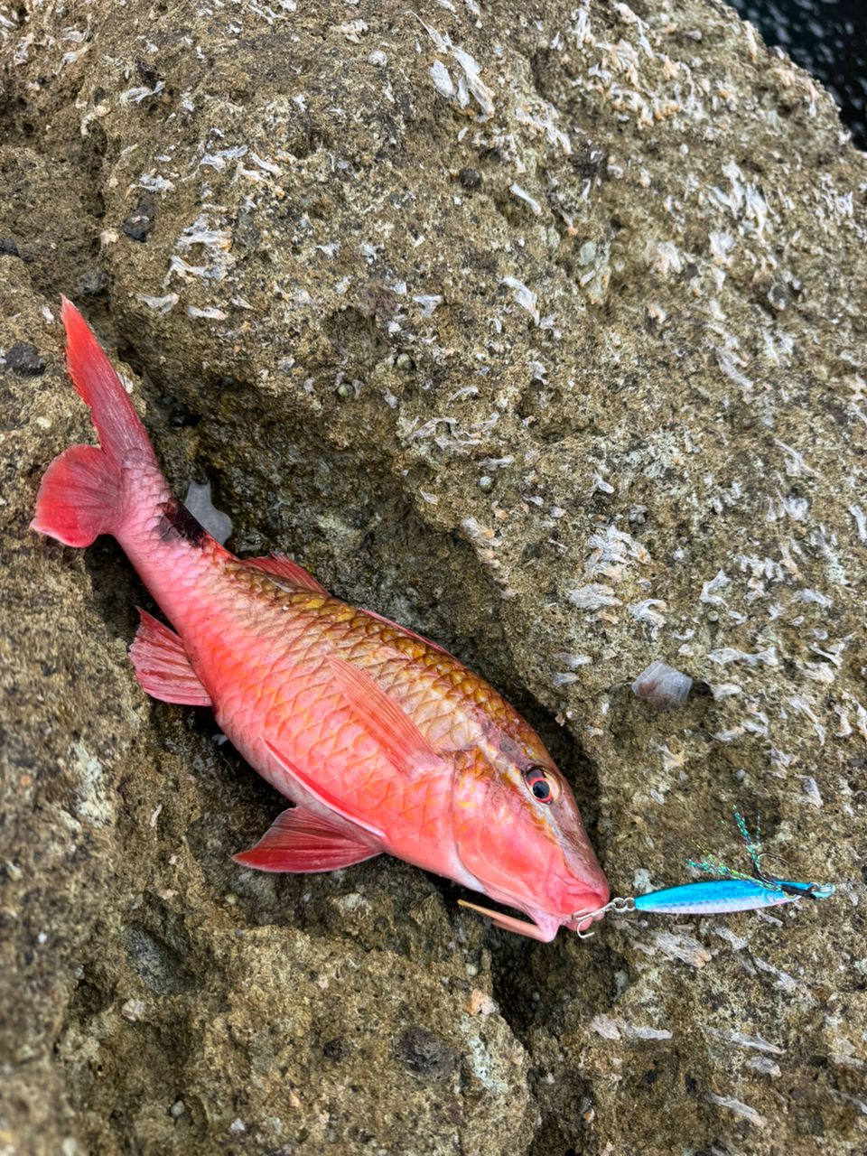 ホウライヒメジ