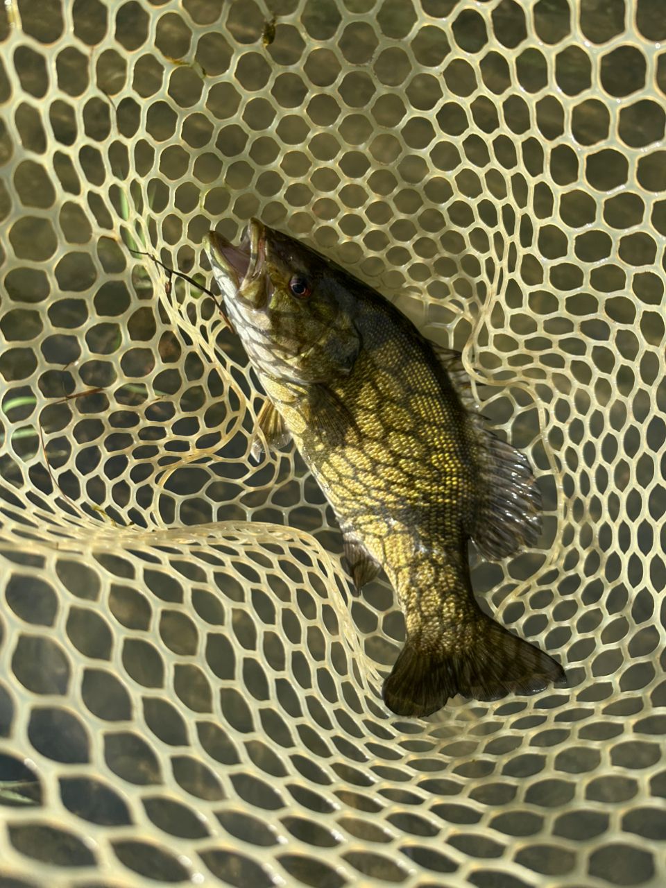 スモールマウスバス