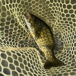 スモールマウスバス