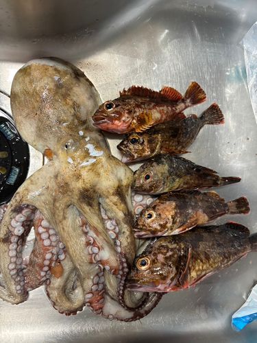 タコの釣果