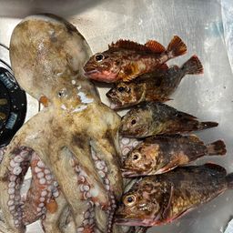 タコ
