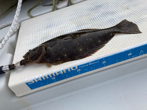 ヒラメの釣果