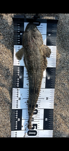 マゴチの釣果