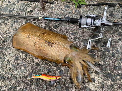 アオリイカの釣果