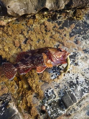 カサゴの釣果