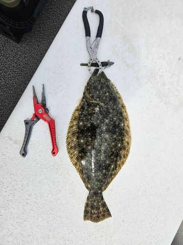 ヒラメの釣果