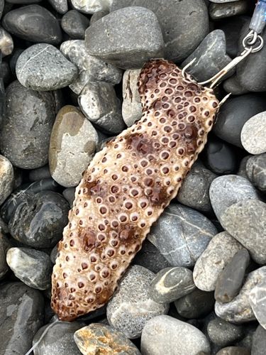 ナマコの釣果