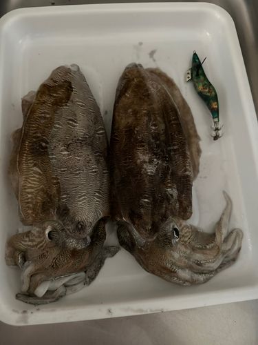 モンゴウイカの釣果