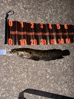 カムルチーの釣果
