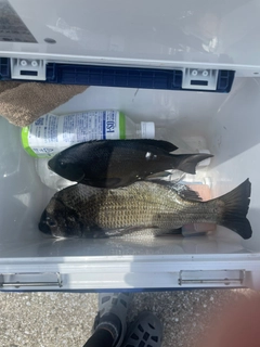チヌの釣果