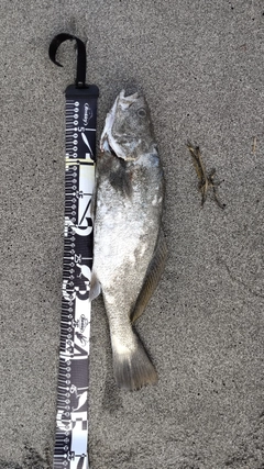 ニベの釣果