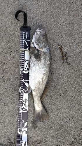 ニベの釣果