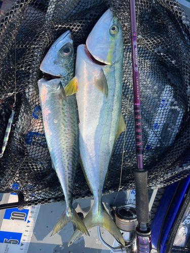 サバの釣果
