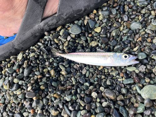 サバの釣果