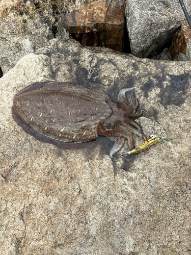 モンゴウイカの釣果