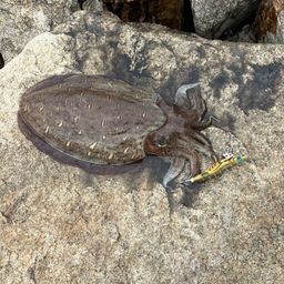 モンゴウイカ