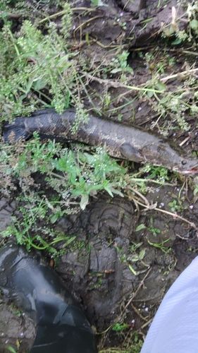 ライギョの釣果