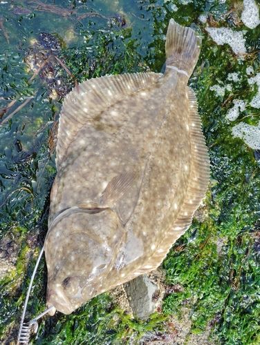 イシガレイの釣果