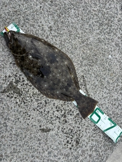 ヒラメの釣果