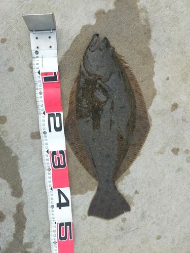 ヒラメの釣果