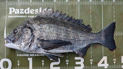 クロダイの釣果