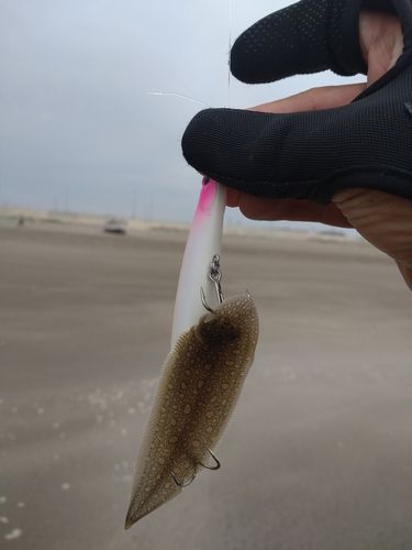 シタビラメの釣果