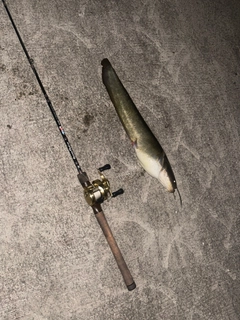 マナマズの釣果
